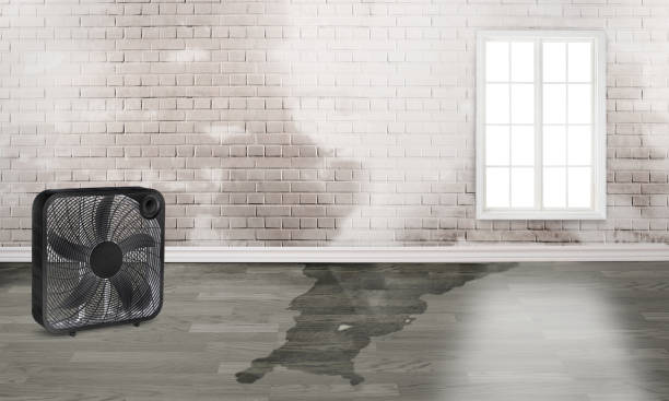 Best Local water damage restoration  in Norco, LA